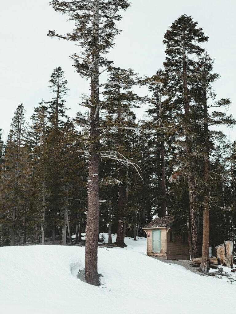 Tall trees and snow surrounding a small cabin in Mammoth. 