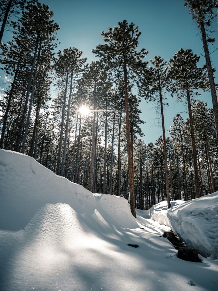 A snowy area surrounded by tall trees on a sunny day.