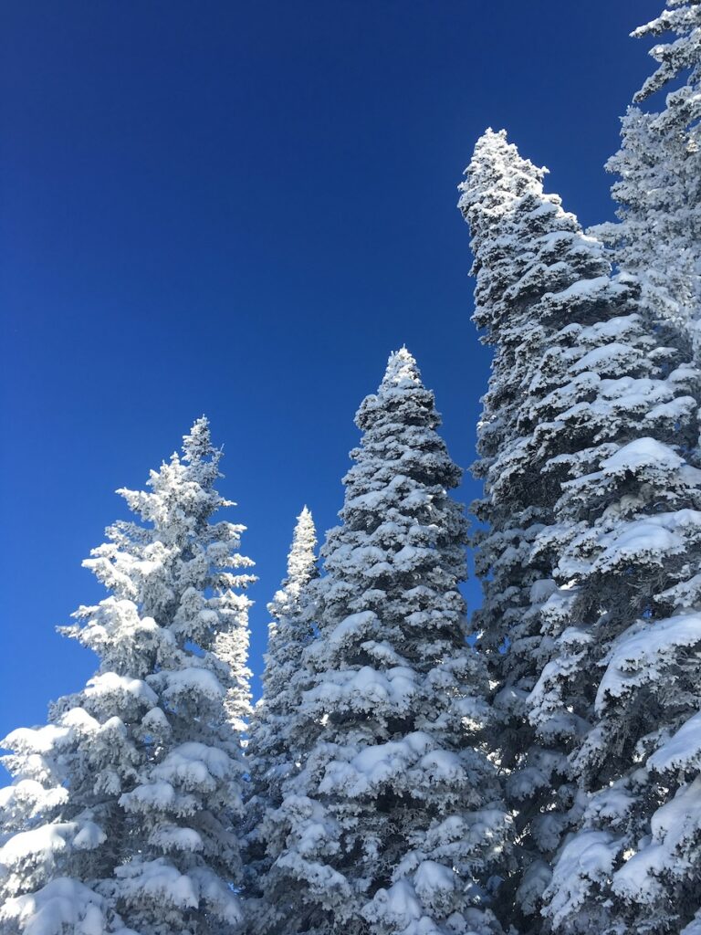 Snow covered trees in Steamboat Springs.