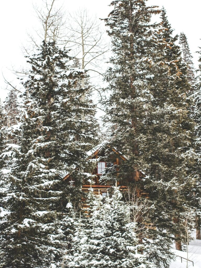 A small cabin in the woods off Telluride Ski Resort.
