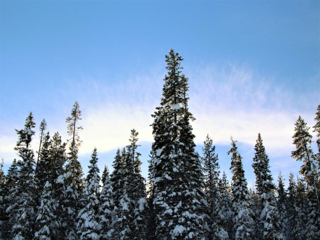Snowy trees with blue skies above.