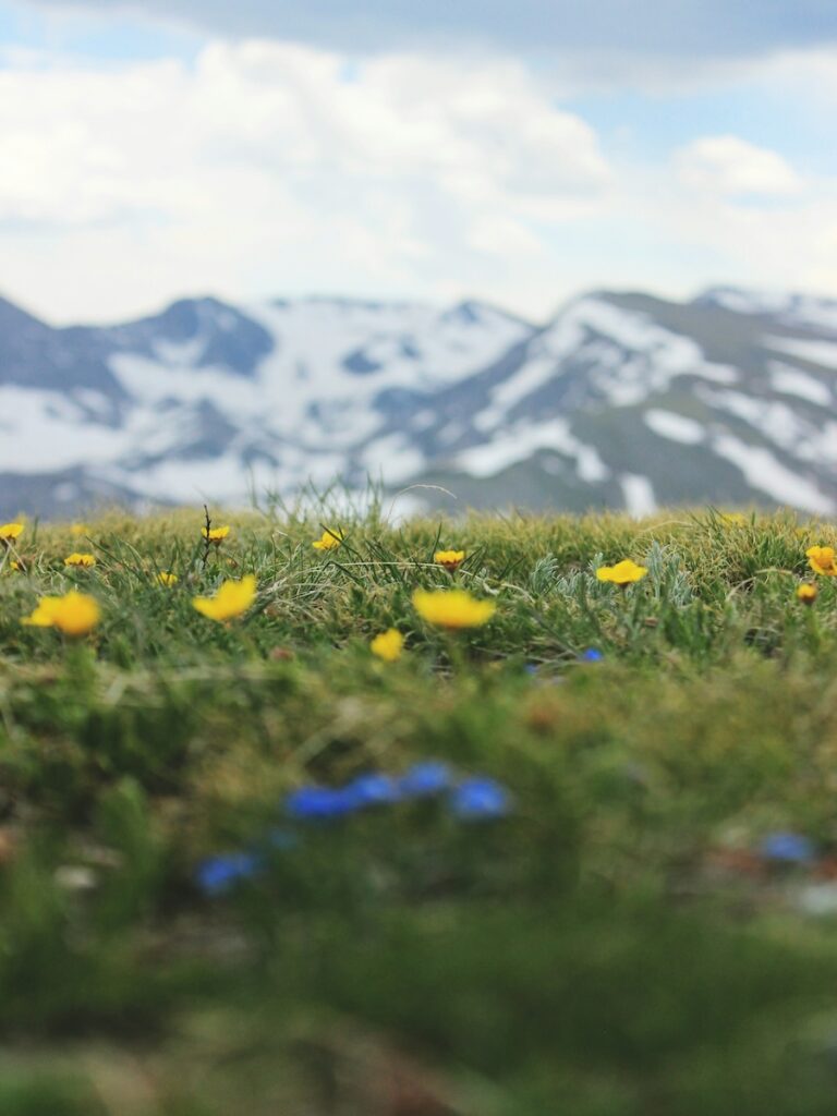 Wild flowers and grass with snowy mountains in the distance in Colorado.