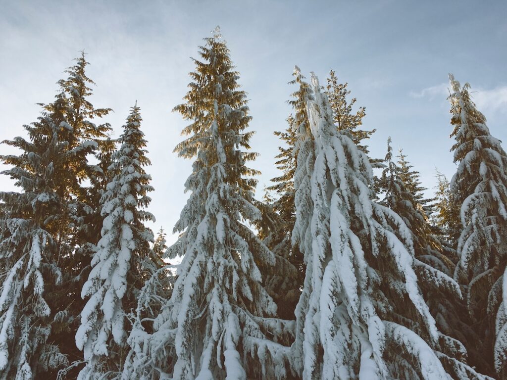 Snowy trees and partially cloudy skies in Whistler.