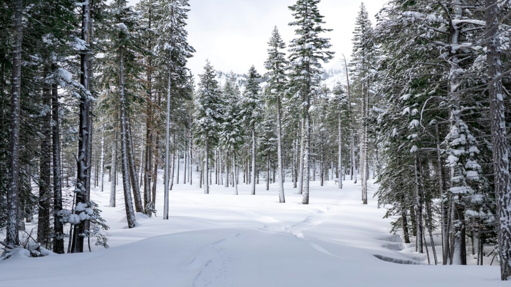 Fresh powder and snow covered trees.