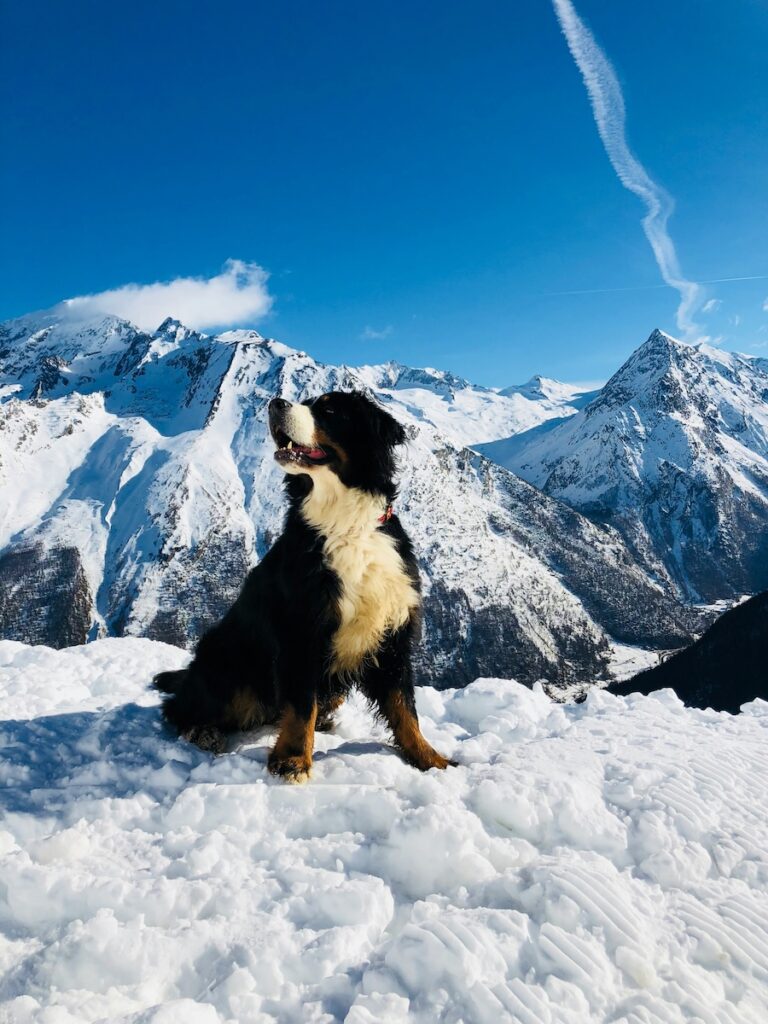 A dog sitting on top of snow at the top of Saas-Fee in Switzerland.