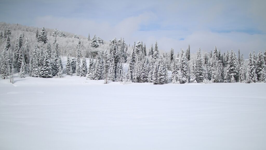 A snow covered field and snowy trees off in the distance.