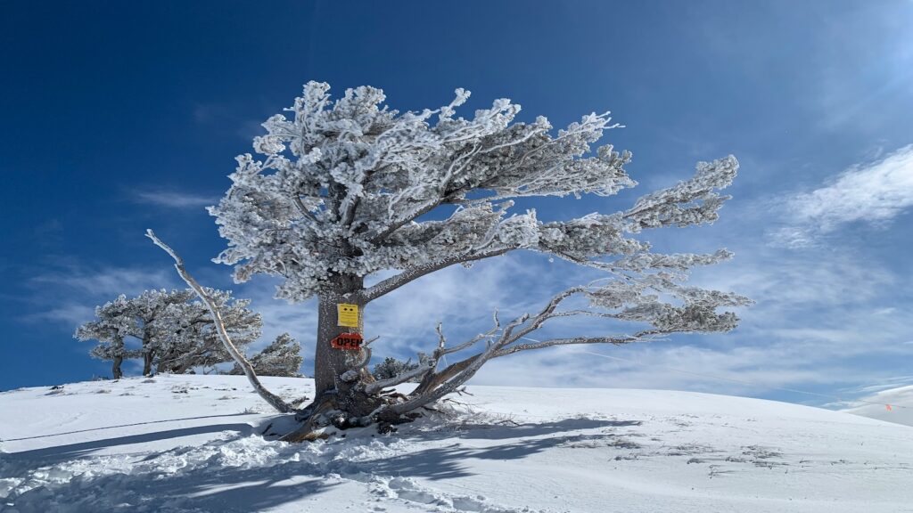 A snow covered tree at Snowbasin Resort. 