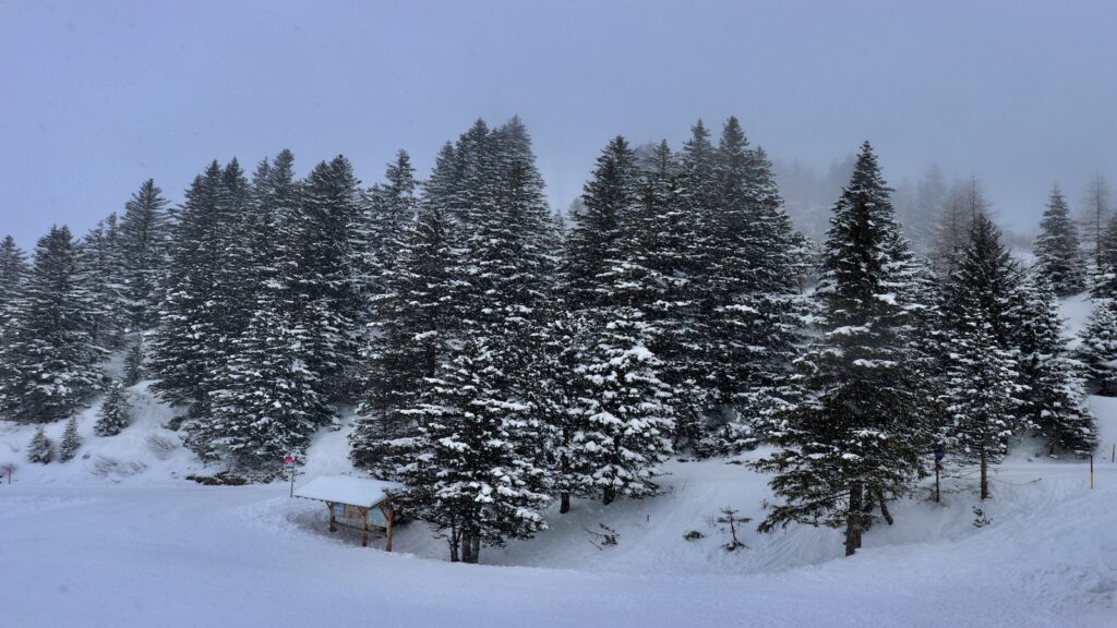 Snow covered trees in Switzerland on a cloudy day.