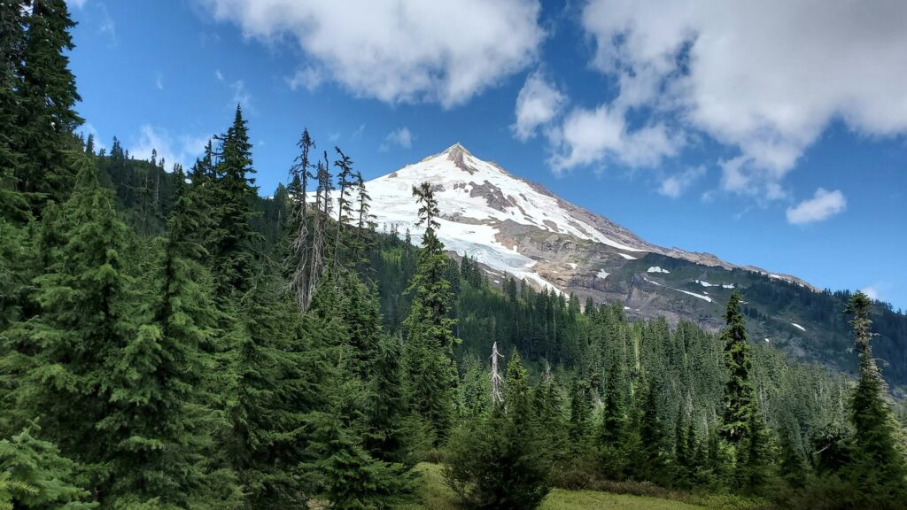 Mount Baker surrounded by green trees.