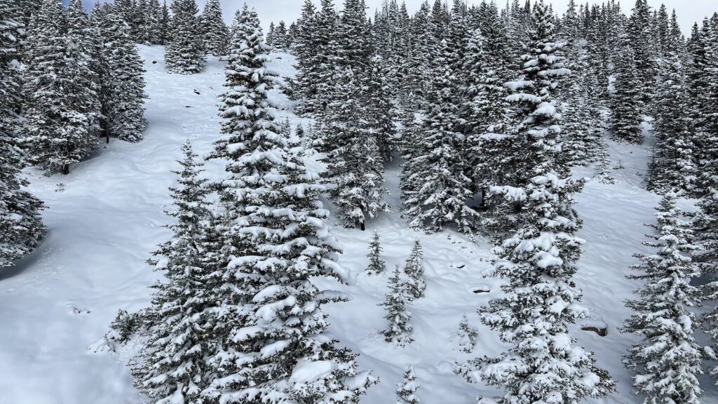 Snow covered trees and a snowy landscape at a ski resort.