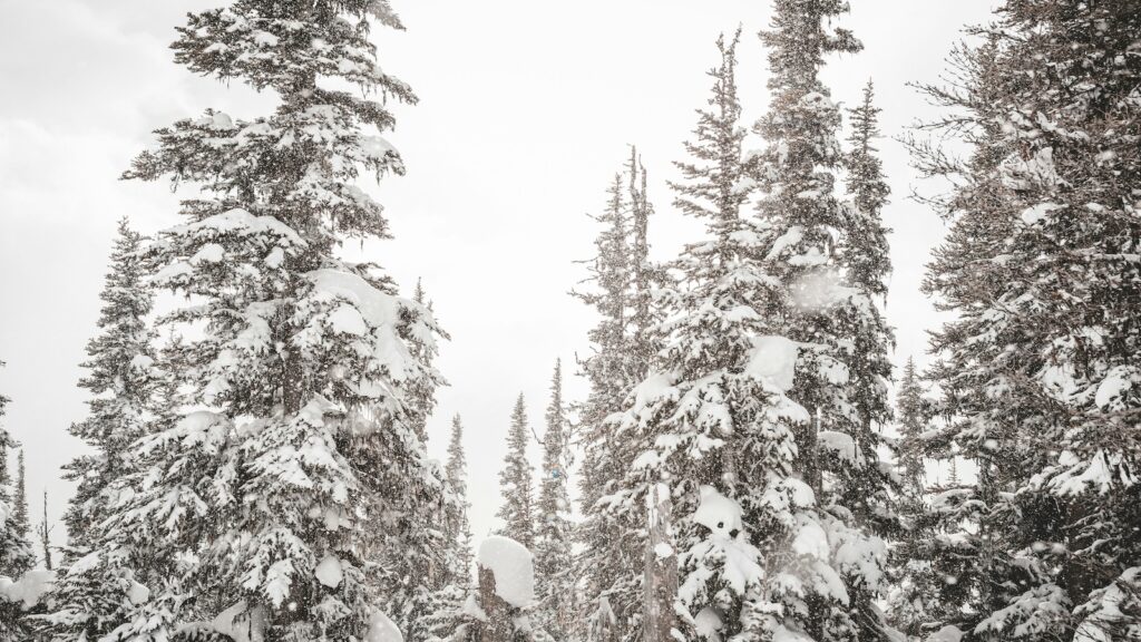 Snow covered trees in Canada.