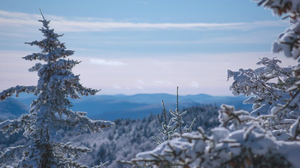 Snow covered trees in Vermont. 