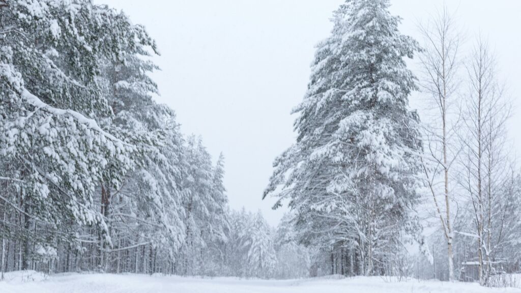 Snow covered trees in Canada.